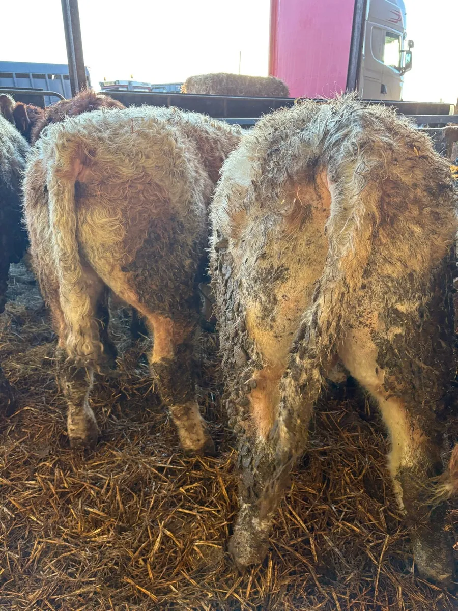 10 super Charolais bullocks - Image 1