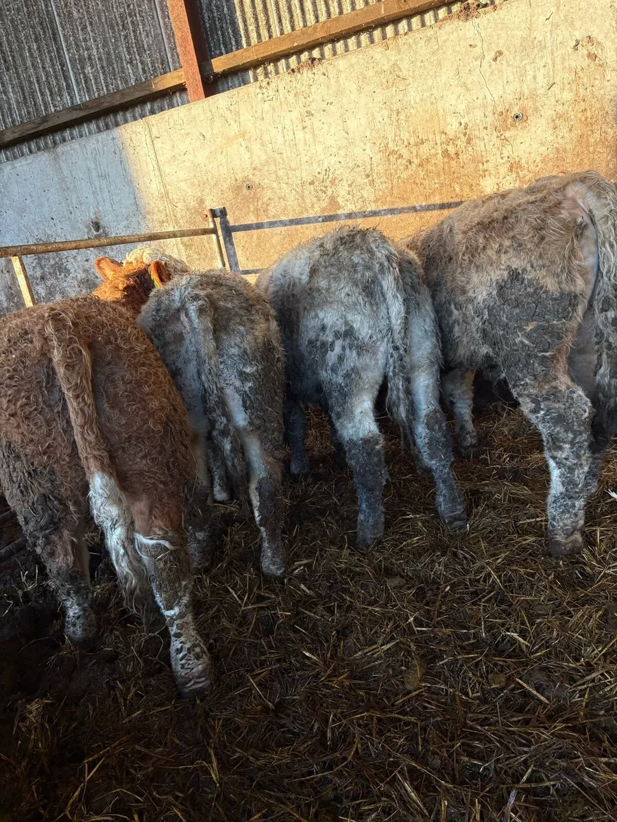 10 super Charolais bullocks - Image 3