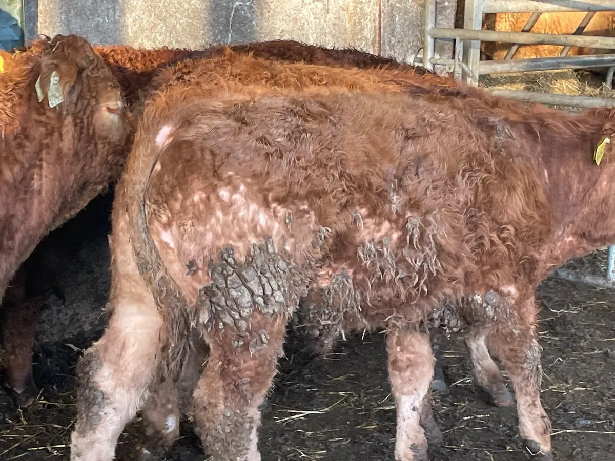 6 super limiousine bull Weanlings - Image 2