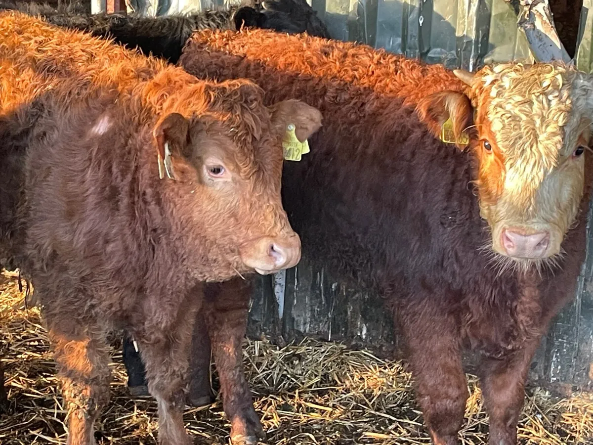 6 super limiousine bull Weanlings - Image 3