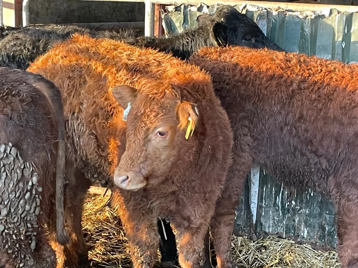 6 super limiousine bull Weanlings - Image 4