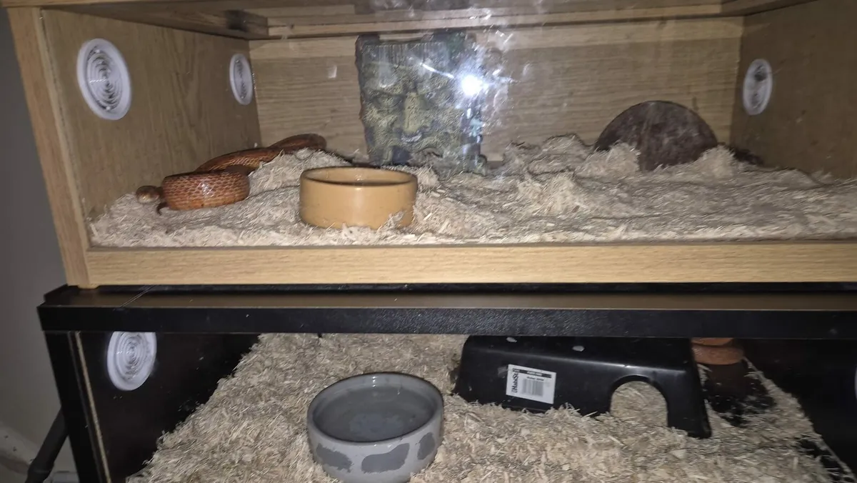 Corn snakes - Image 2