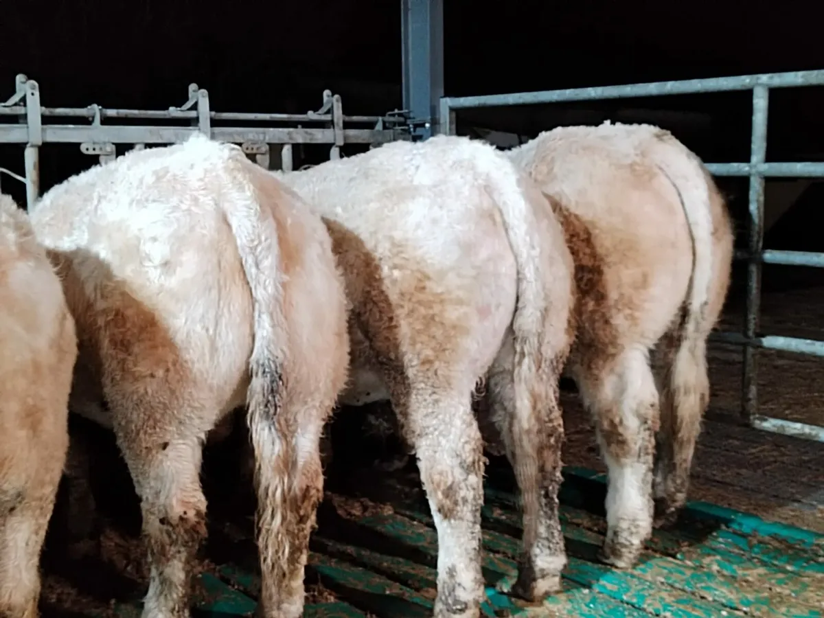 PB CHAROLAIS BULLS - Image 2