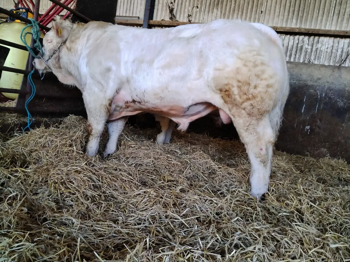 PB CHAROLAIS BULLS - Image 4