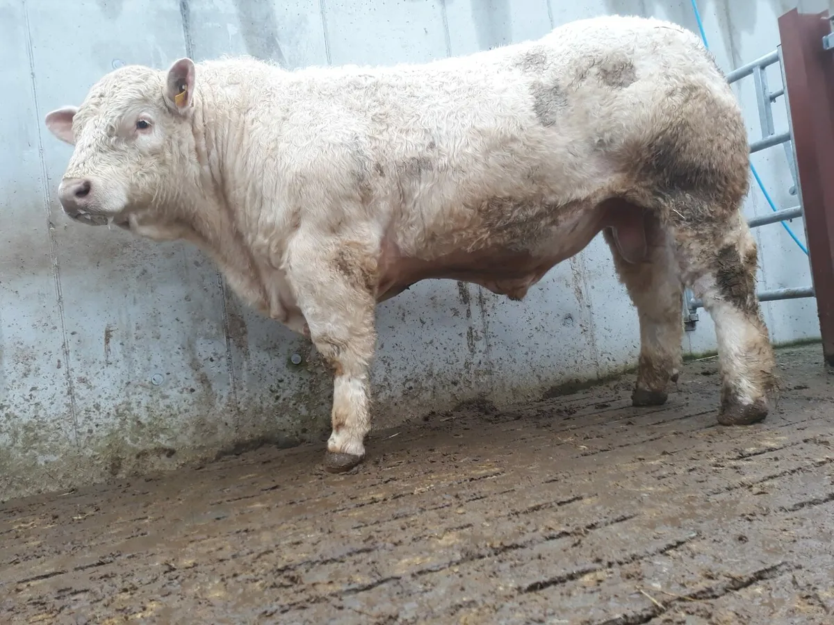 PB CHAROLAIS BULLS - Image 1