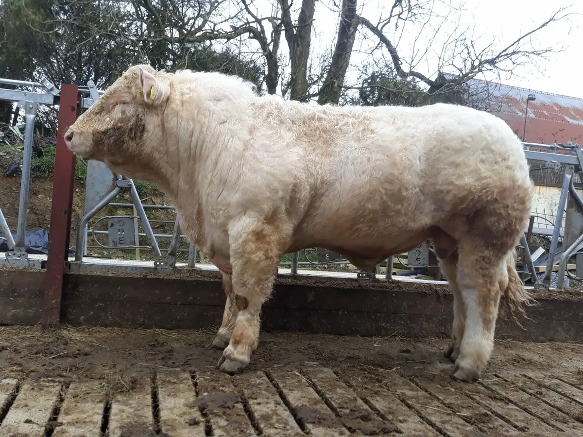 PB CHAROLAIS BULLS - Image 1