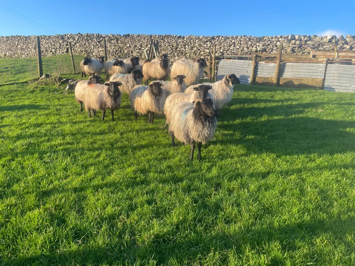 Blackfaced mountain  ewe lambs - Image 1