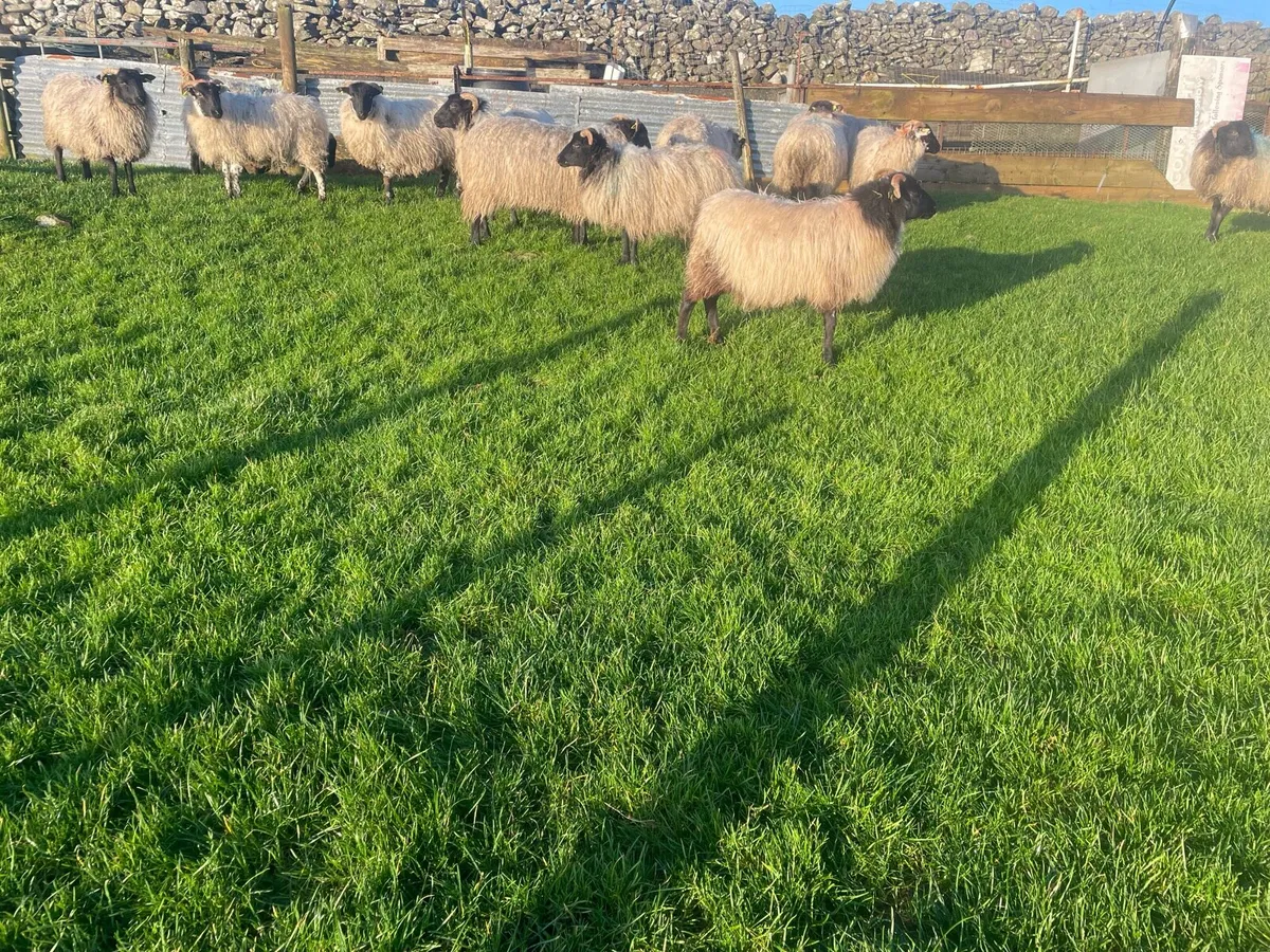 Blackfaced mountain  ewe lambs - Image 2