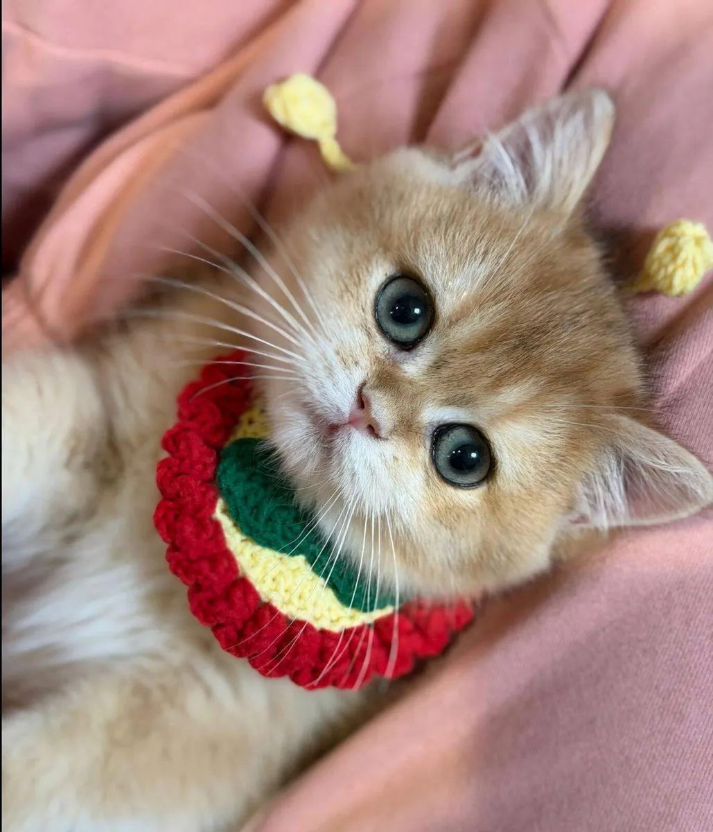 Beautiful  Gold British Shorthair kittens - Image 1