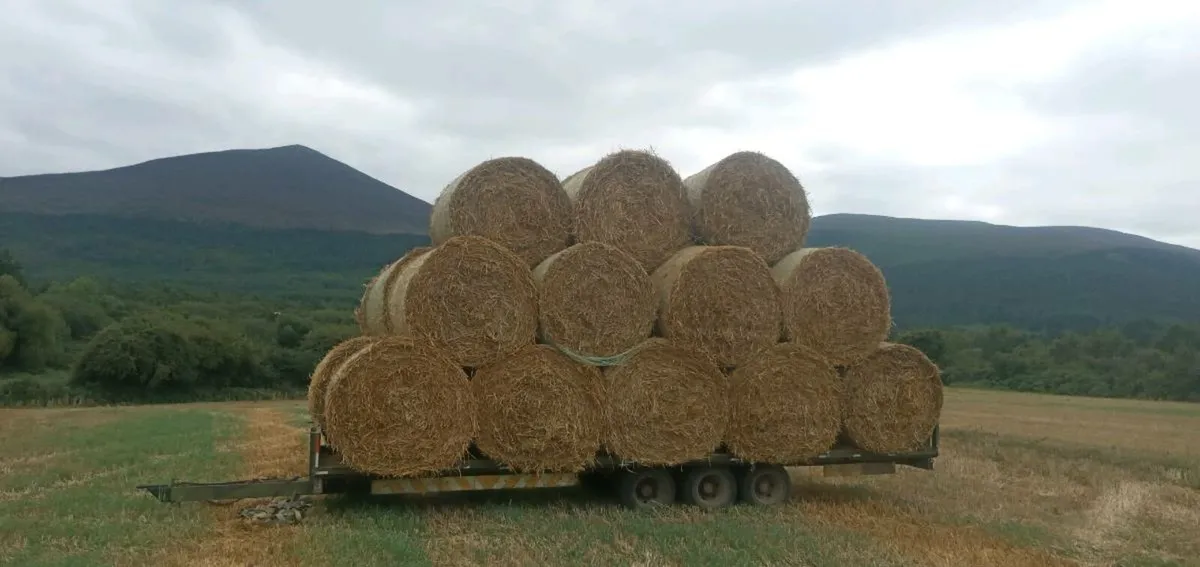 HAY FOR SALE - Image 1