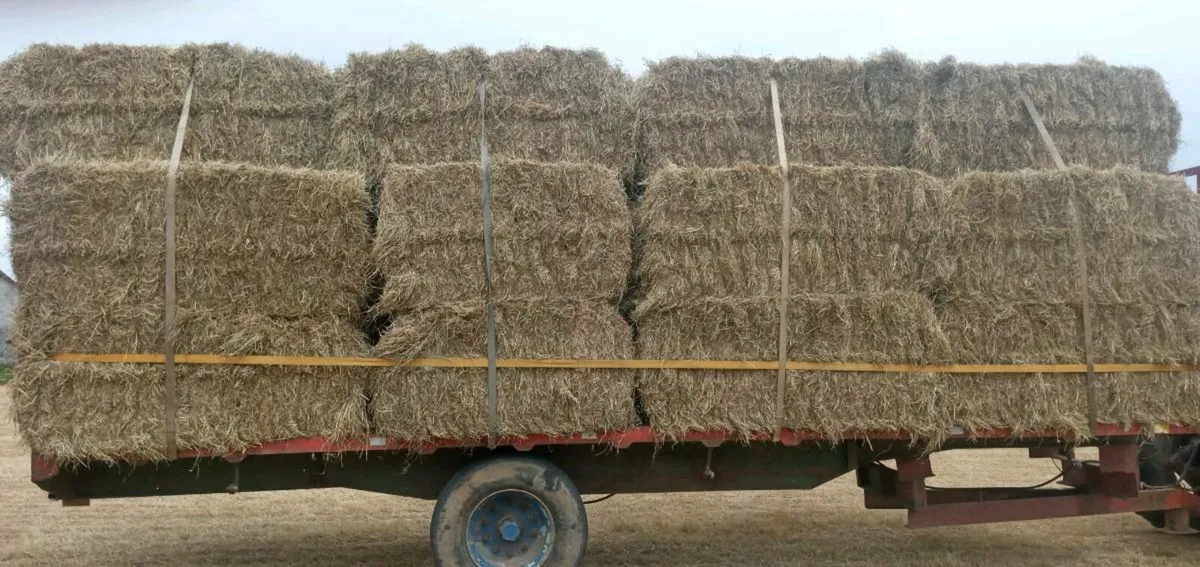 HAY FOR SALE - Image 4