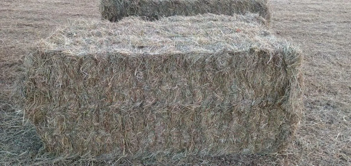 HAY FOR SALE - Image 3