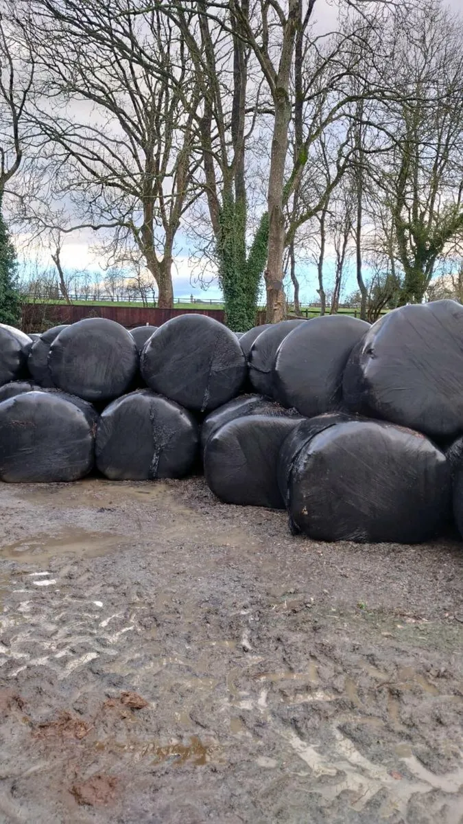 Round Bales of Silage