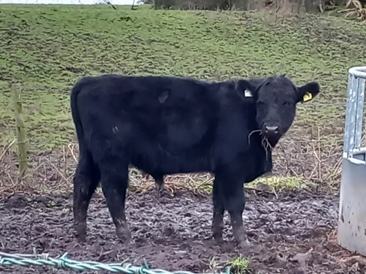 Irish Angus Bull - Image 1