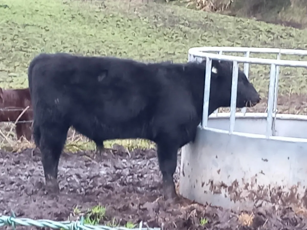 Irish Angus Bull - Image 2