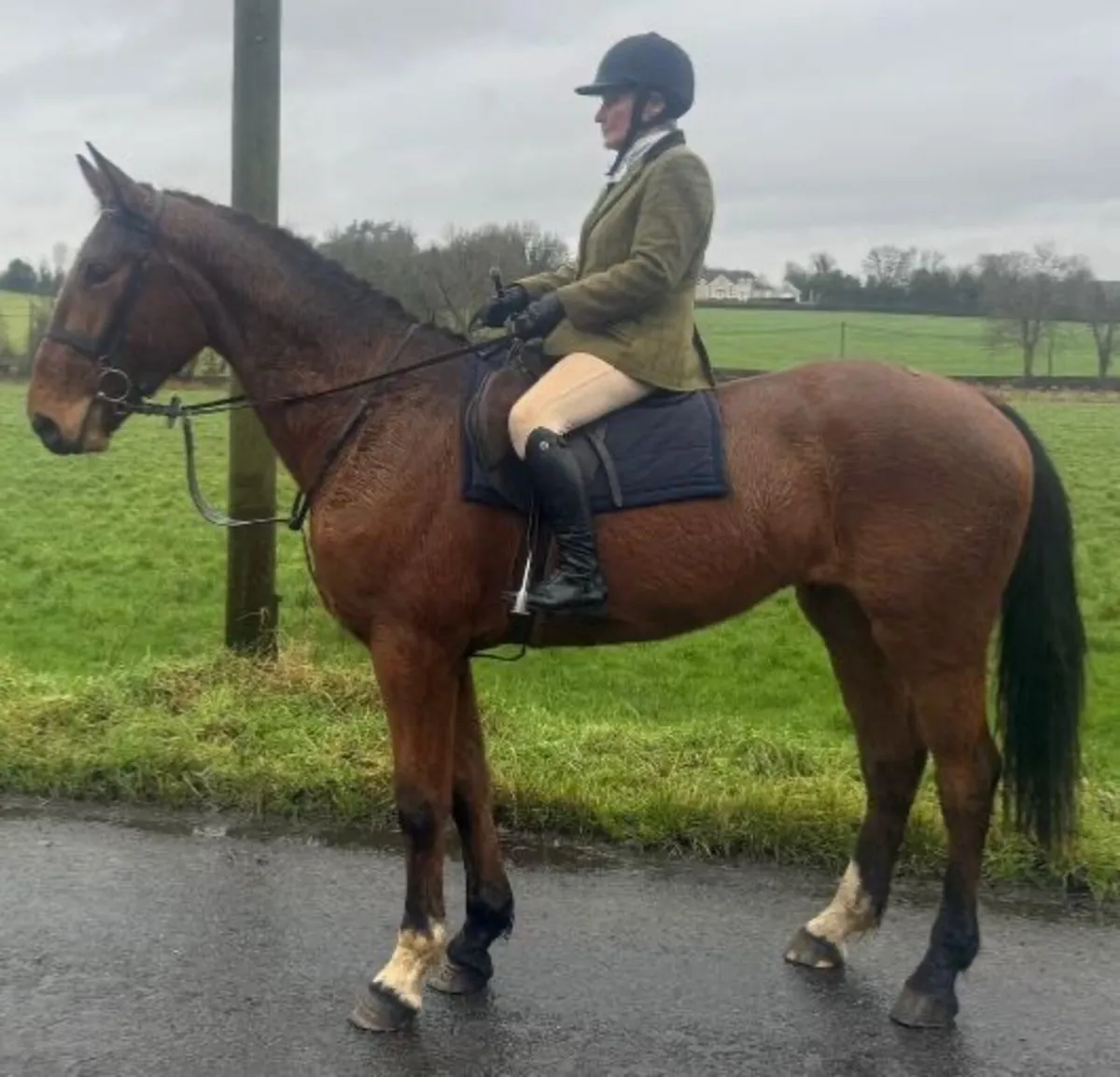 Rising 4yo Middleweight Hunter - Image 1