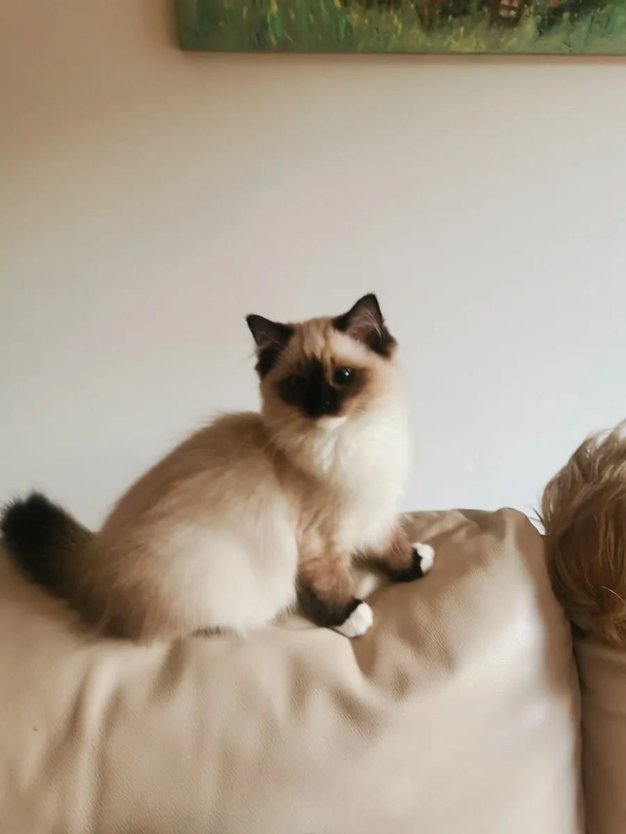 Two Ragdoll Kittens - Brother & Sister - Image 1