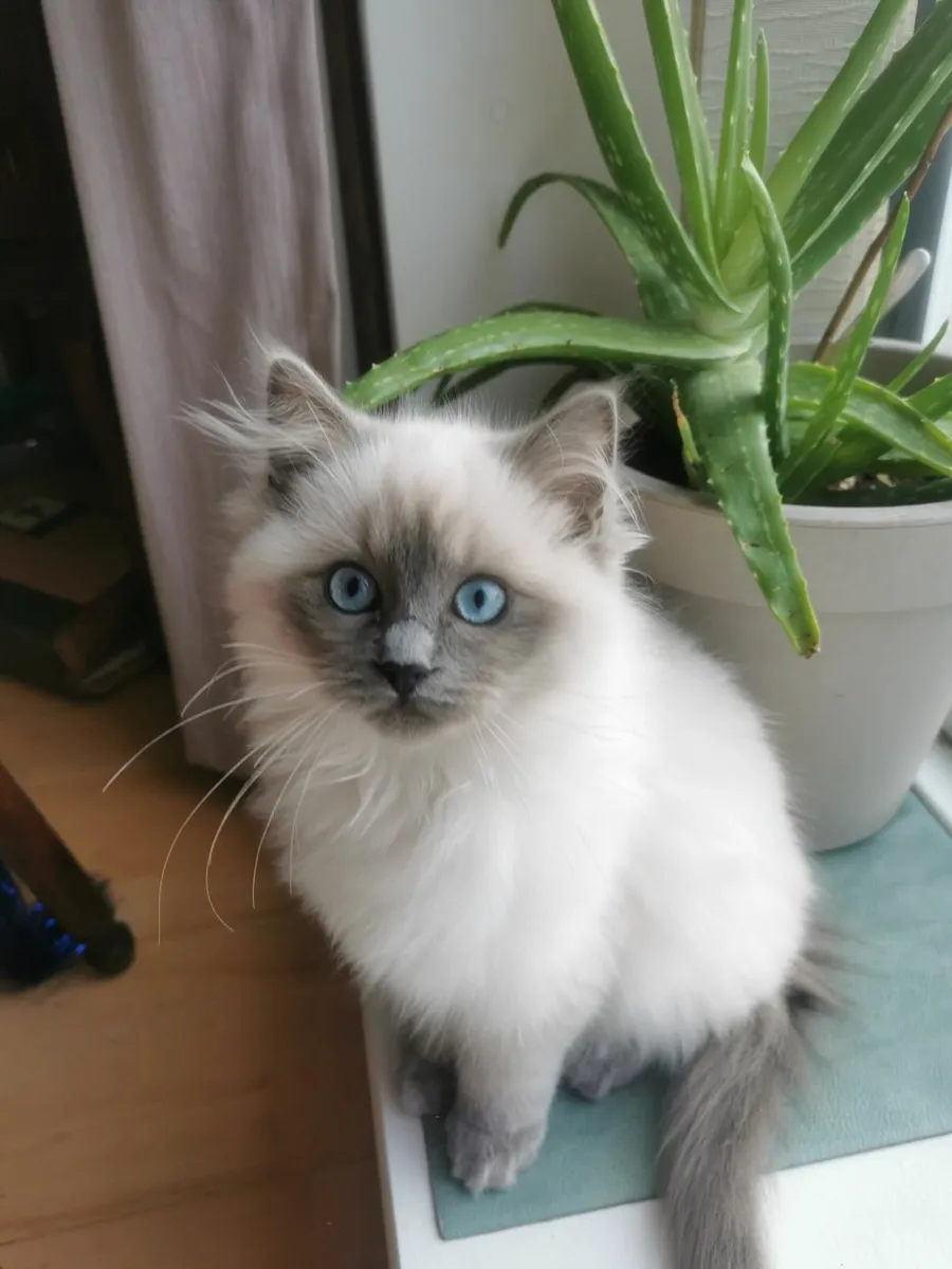 Two Ragdoll Kittens - Brother & Sister - Image 2