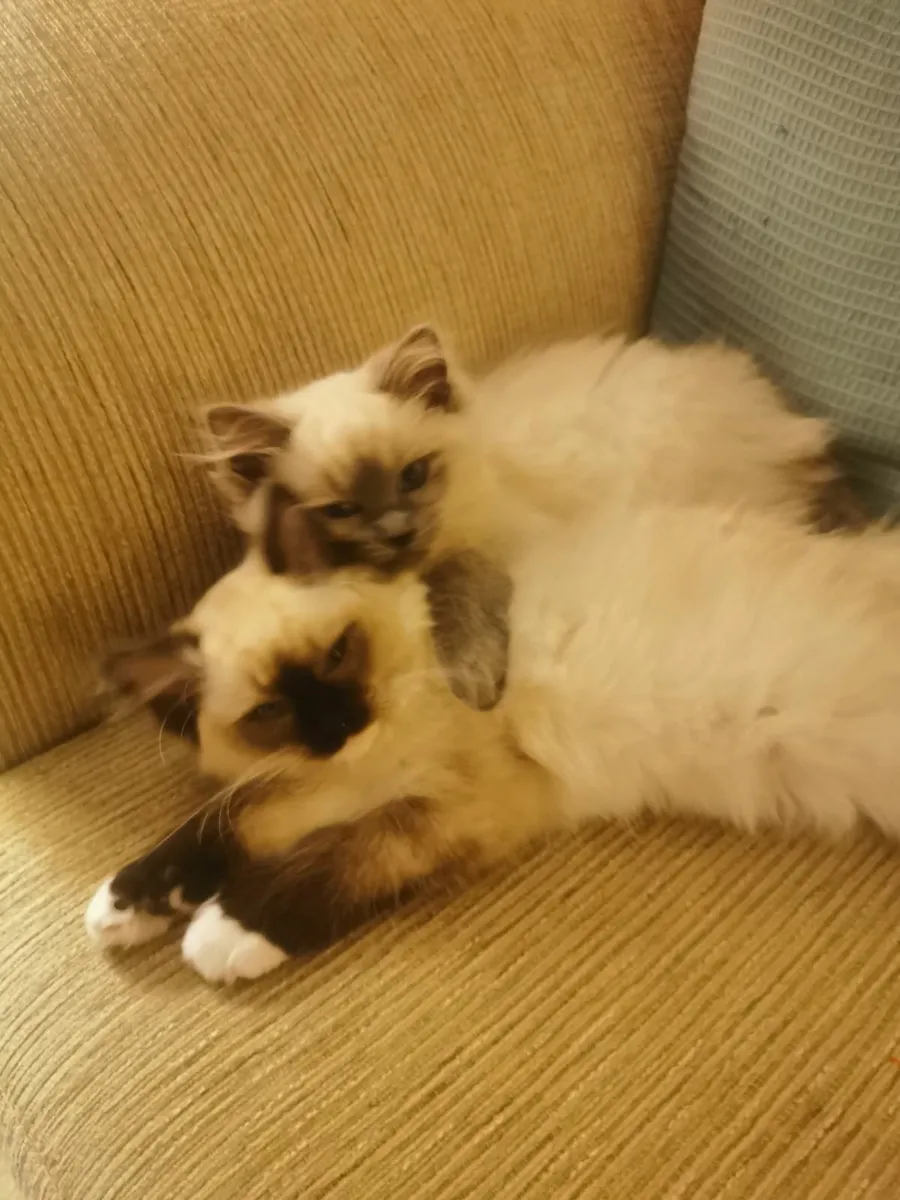 Two Ragdoll Kittens - Brother & Sister - Image 3