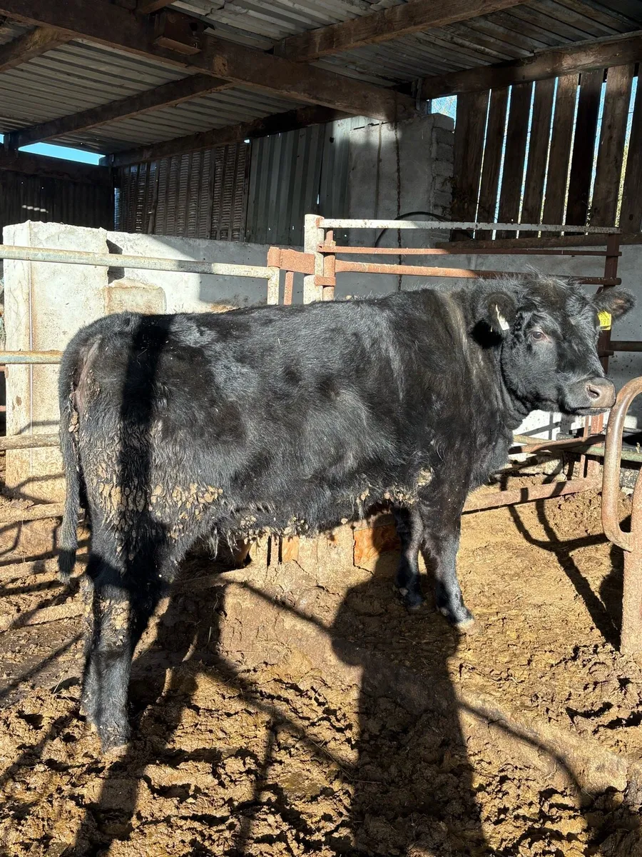5 star pedigree registered Angus heifer by AA4089 - Image 1