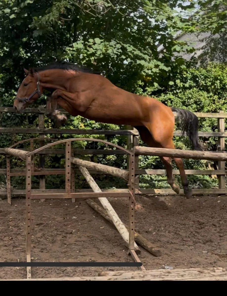 Rising 4yo Middleweight Hunter - Image 3