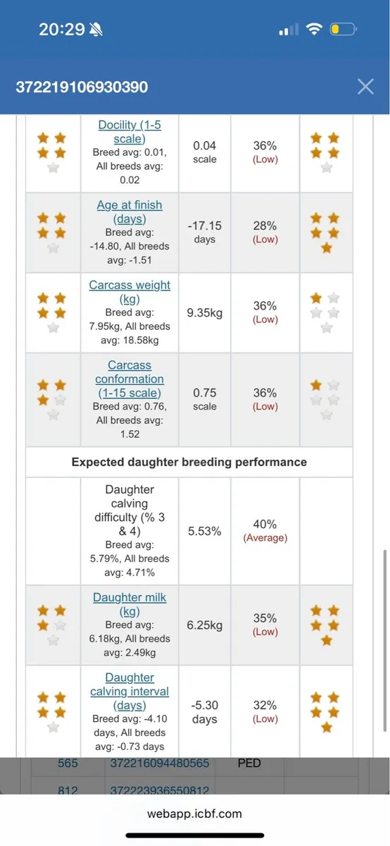 5 star pedigree registered Angus heifer by AA4089 - Image 2