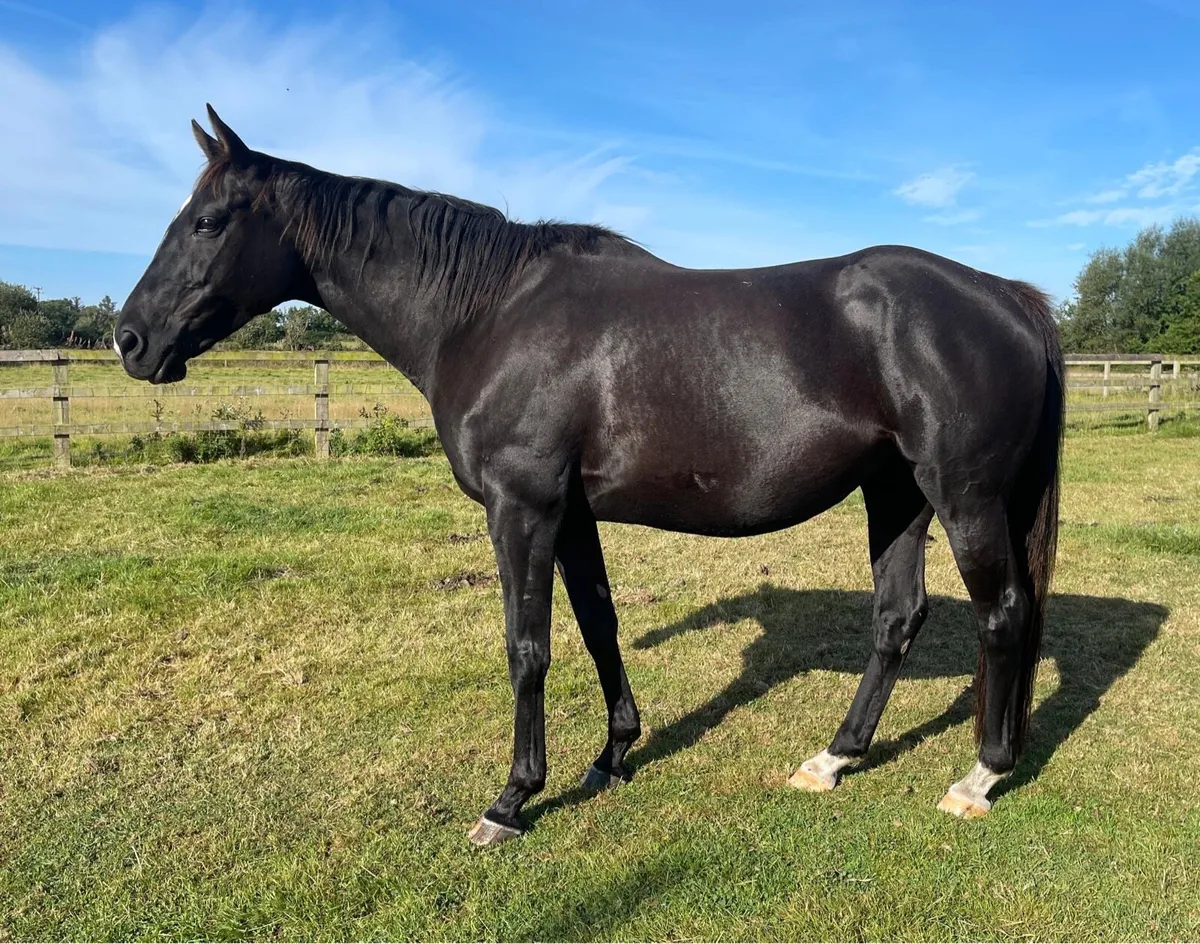 TB Broodmare in foal to Lukembourg - Image 3