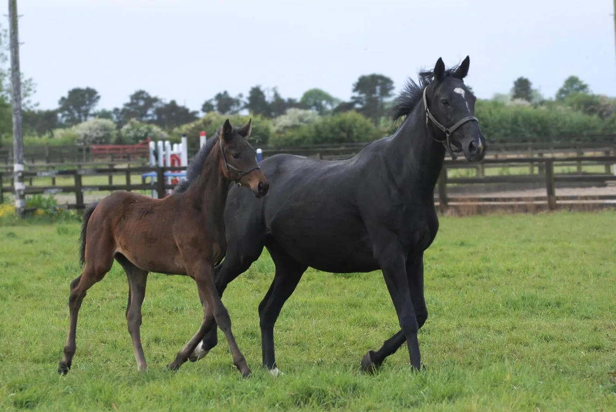 TB Broodmare in foal to Lukembourg - Image 1