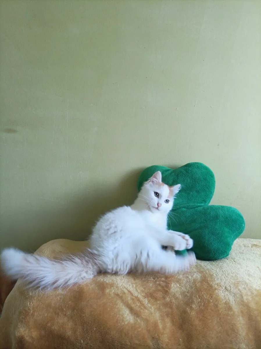 Turkish Van Kittens - Image 3