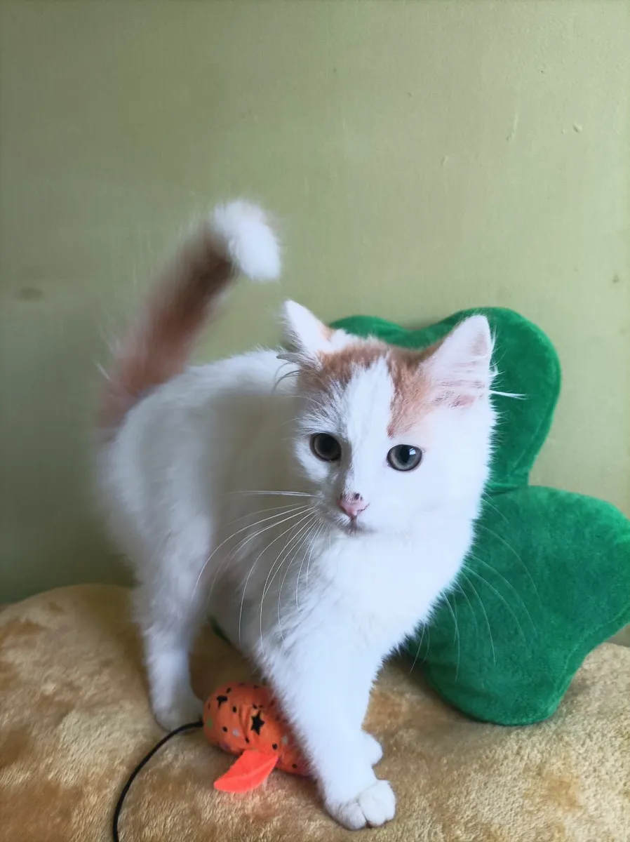 Turkish Van Kittens - Image 4