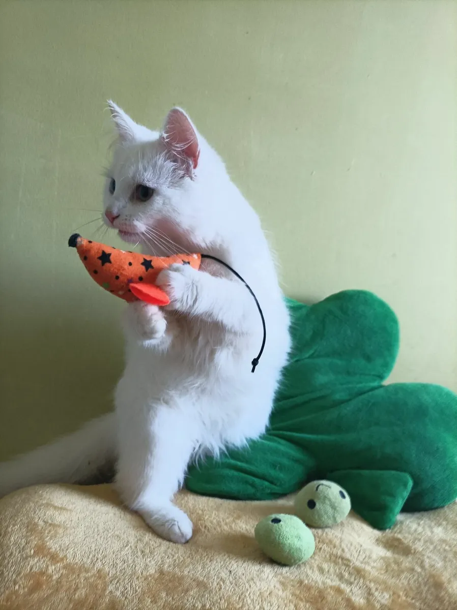 Turkish Van Kittens - Image 1