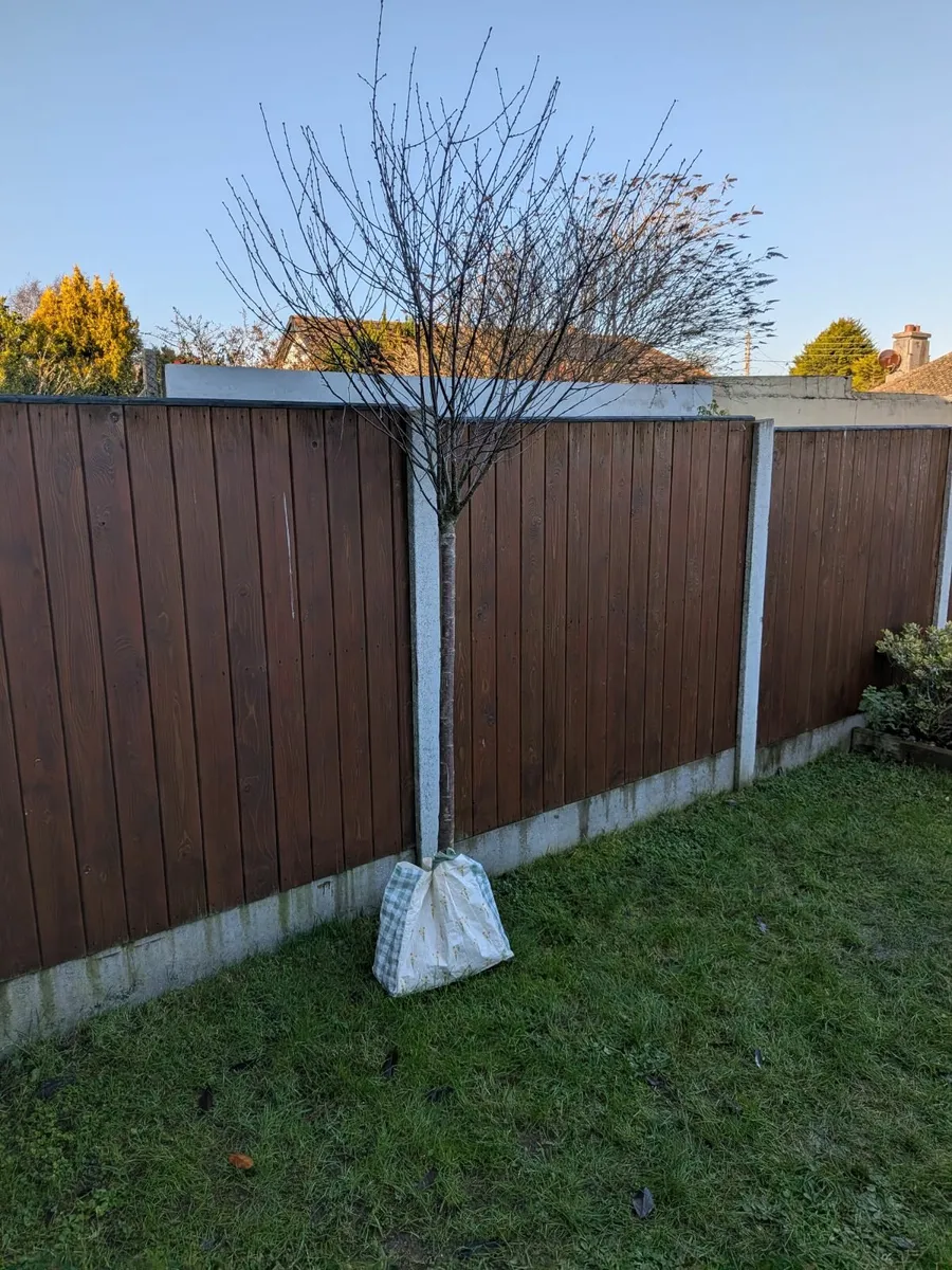 Cherry Blossom tree - 10 foot - Image 2