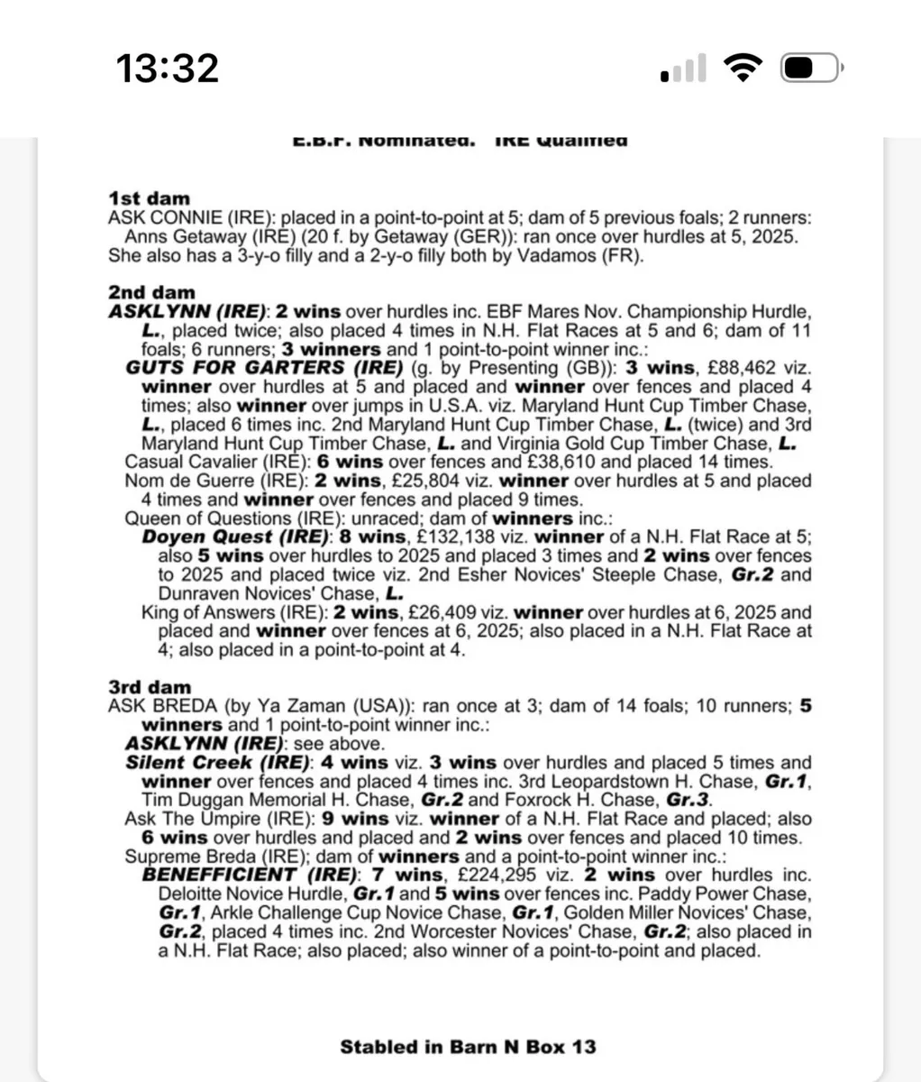 TB Broodmare in foal to Lukembourg - Image 4