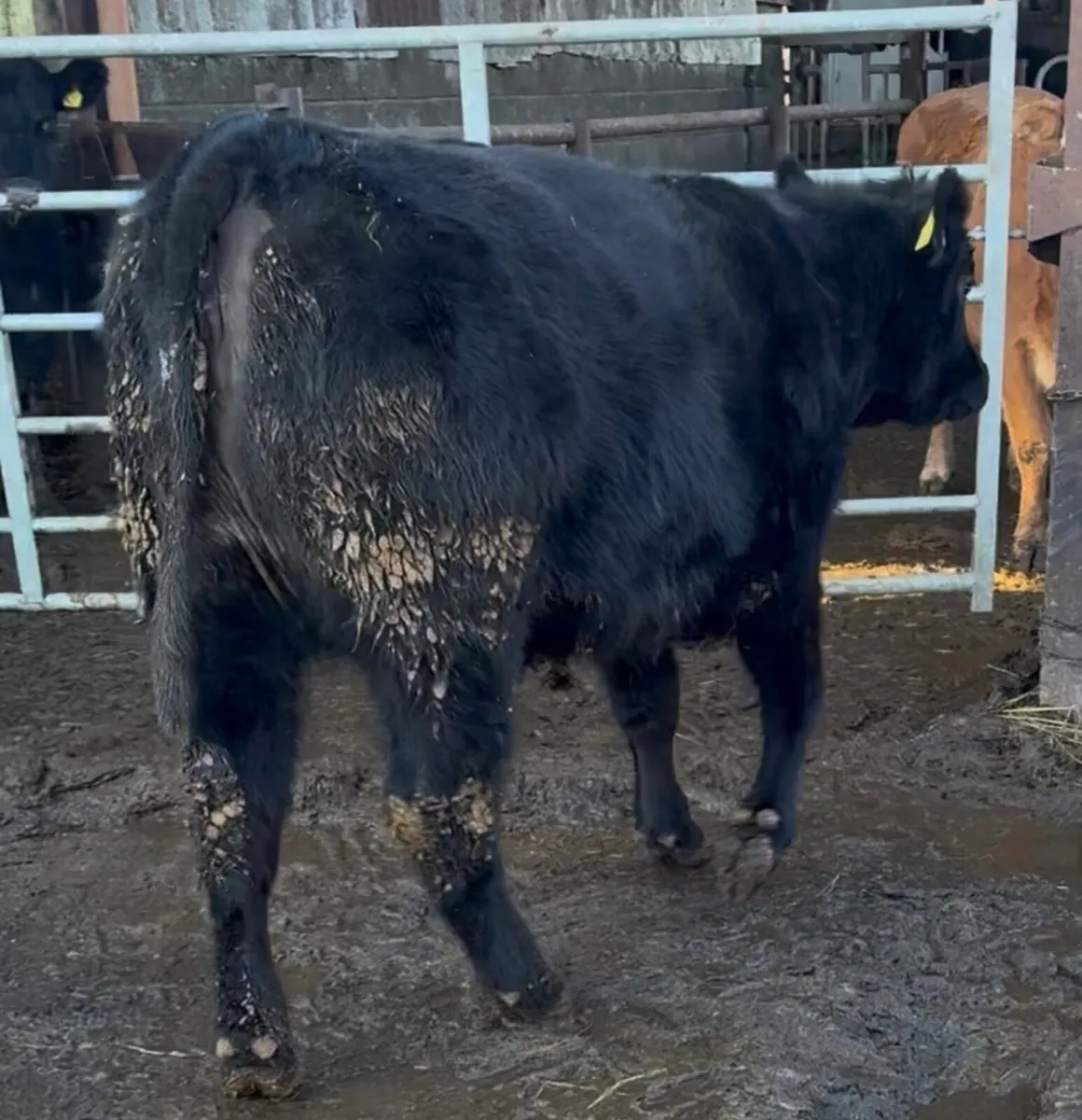 5 star pedigree registered Angus heifer by AA4089 - Image 3