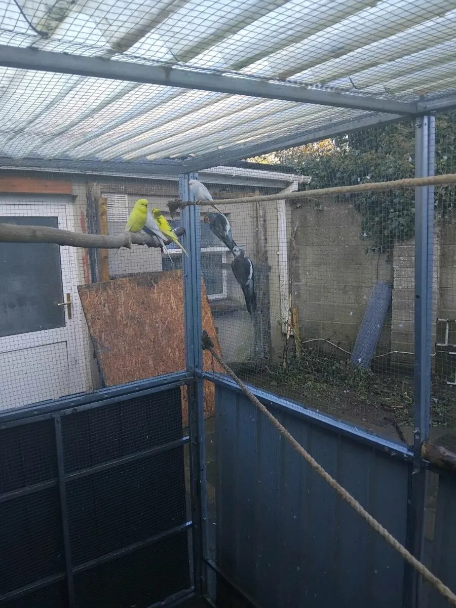 Budgies and Cockatiels - Image 2