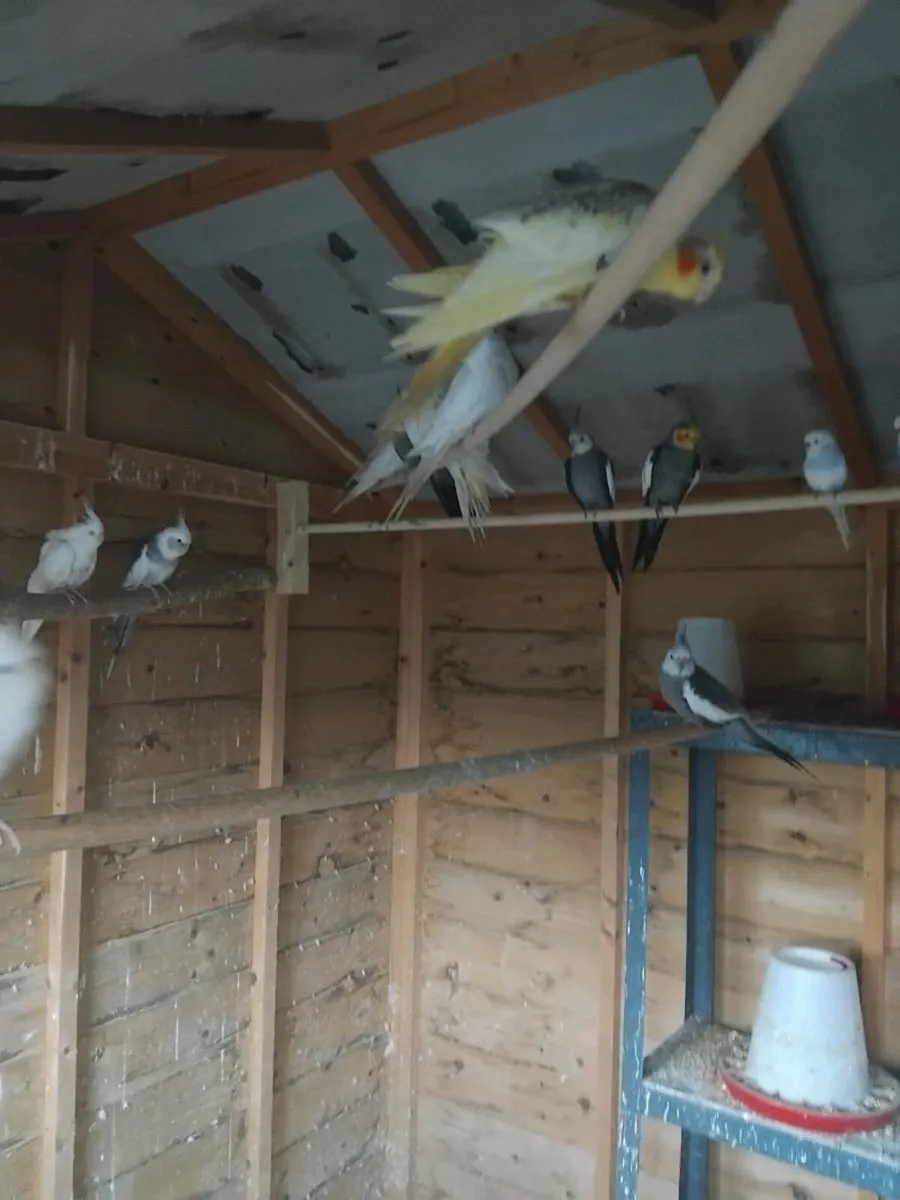Budgies and Cockatiels - Image 3