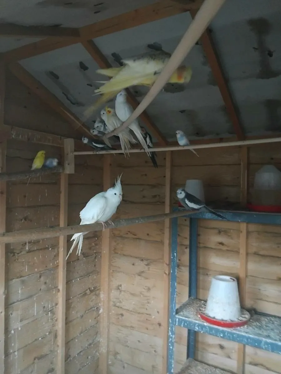Budgies and Cockatiels - Image 4