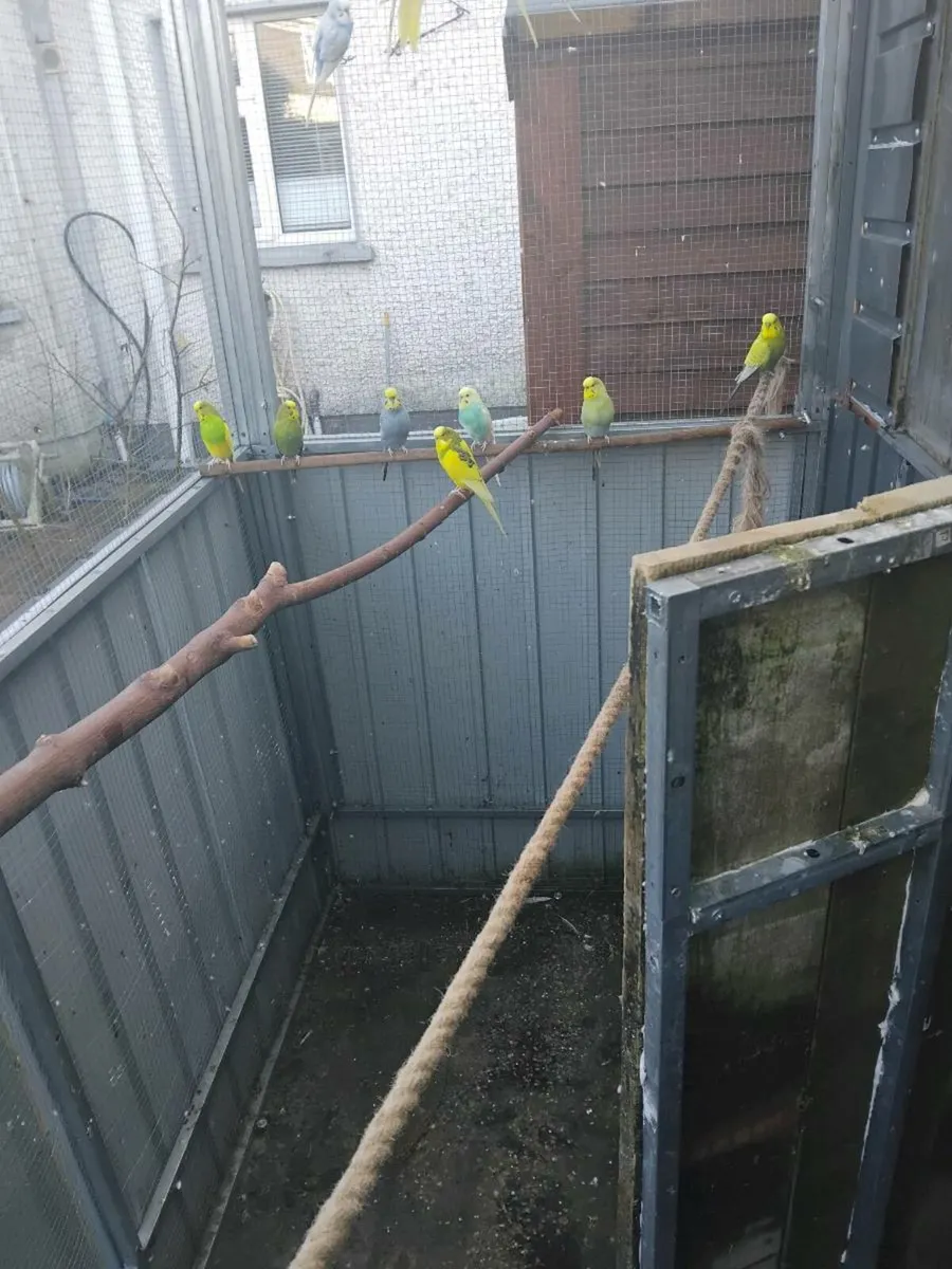 Budgies and Cockatiels - Image 1