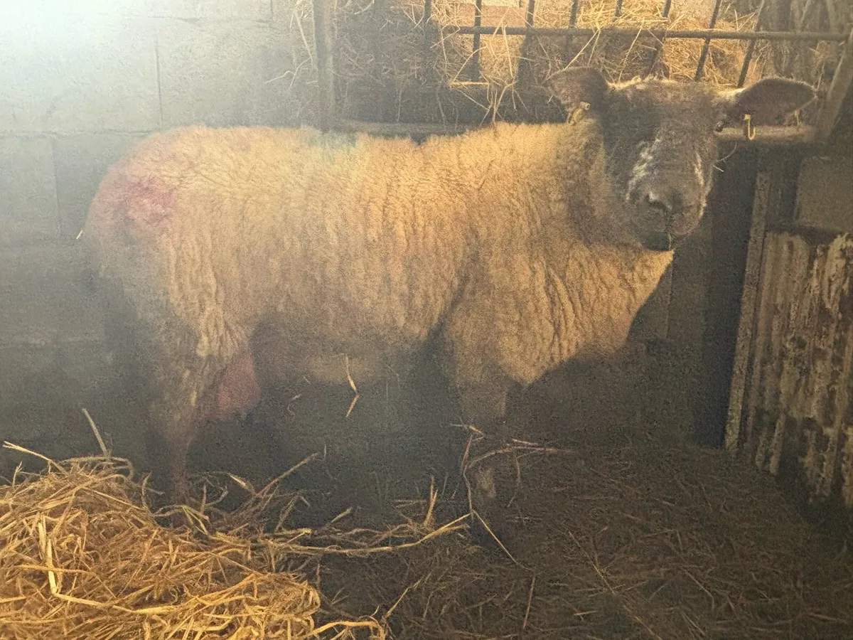 Foster Hogget Available - Image 1