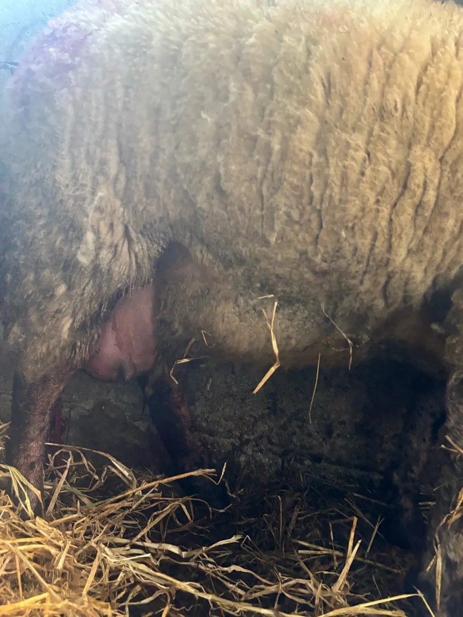 Foster Hogget Available - Image 2