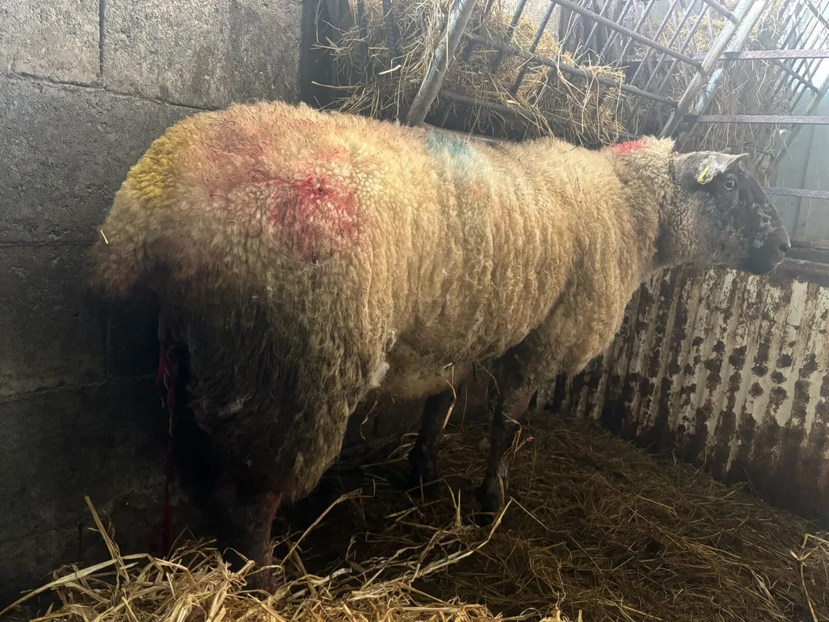 Foster Hogget Available - Image 3