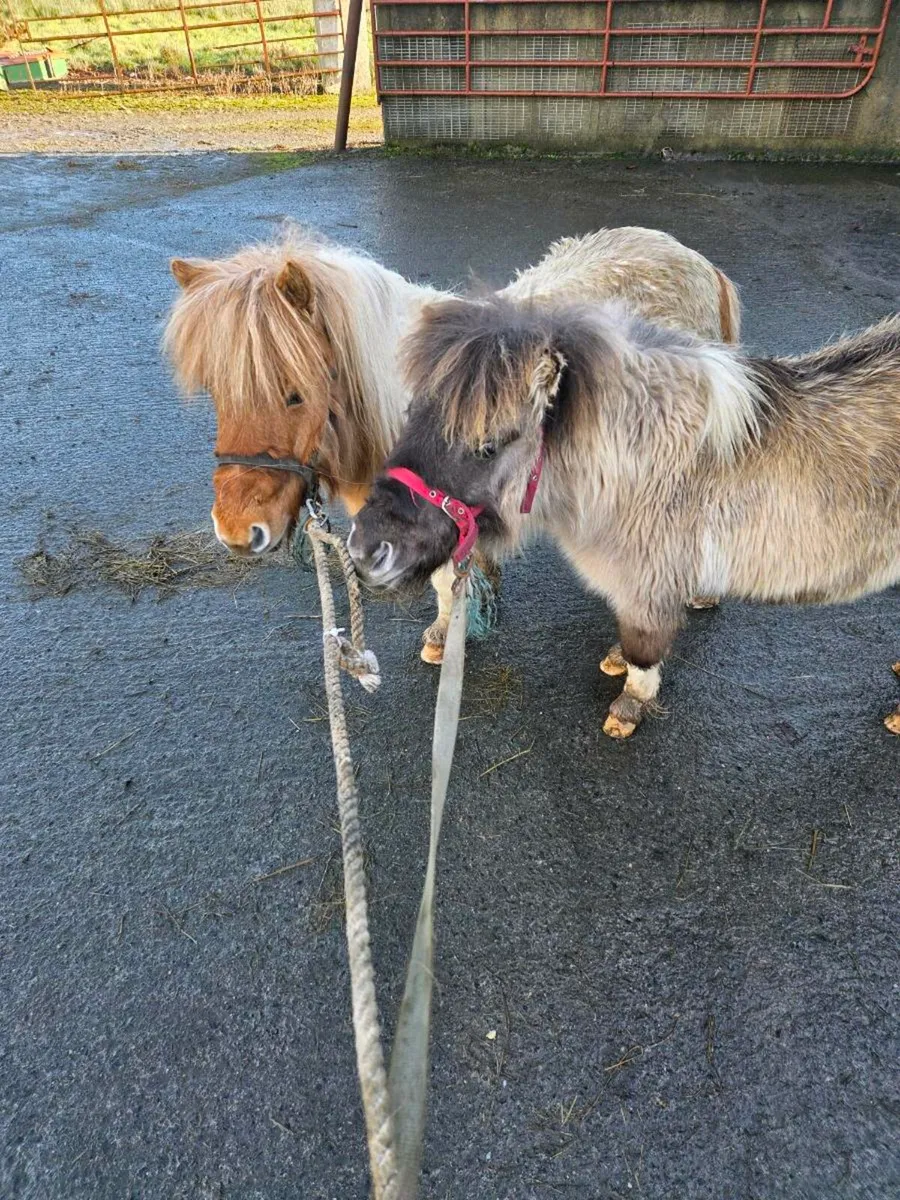 Registered Skewbald Mother & Daughter - Image 3