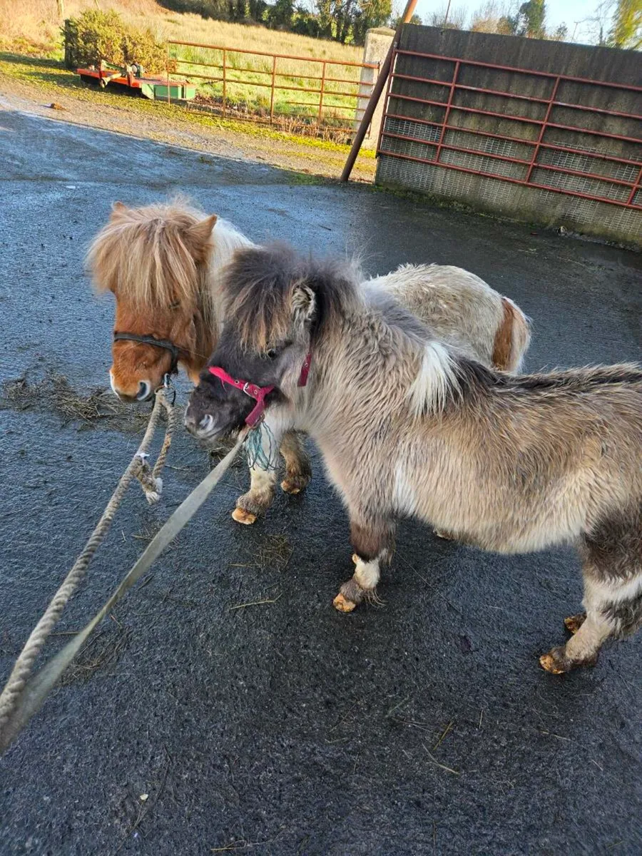 Registered Skewbald Mother & Daughter - Image 4