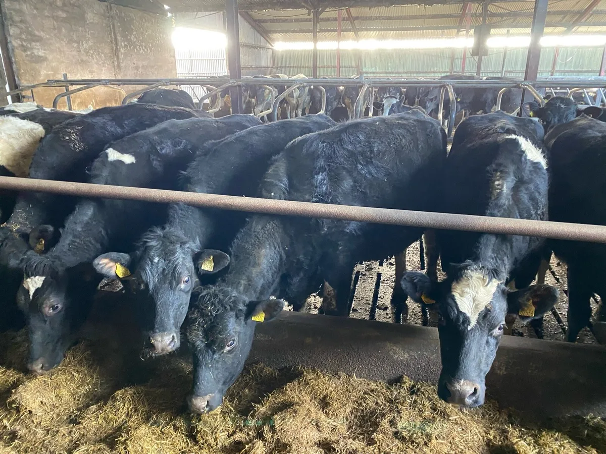 Friesian heifers - Image 3