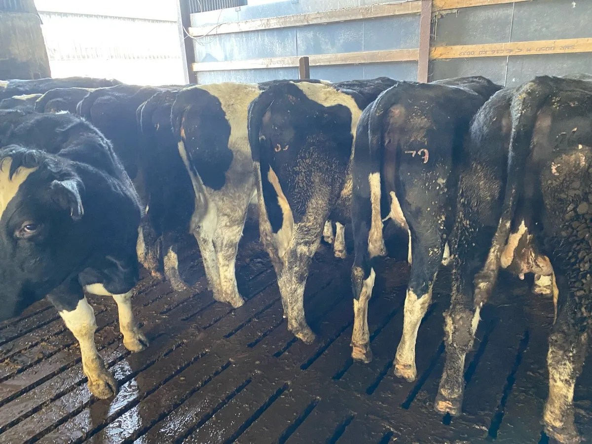 Friesian heifers - Image 4