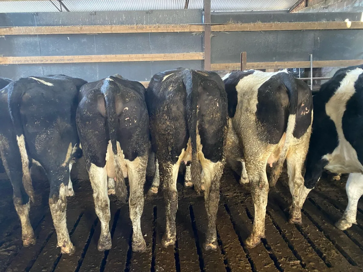 Friesian heifers - Image 2