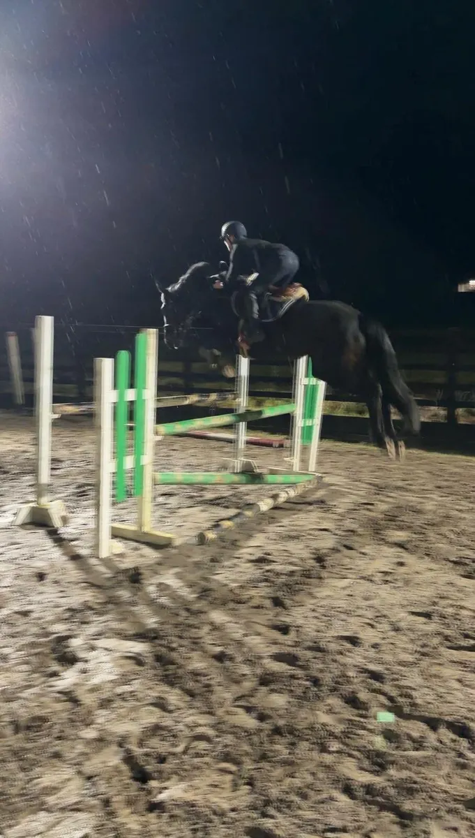 4YO Quality Young Mare - Image 2