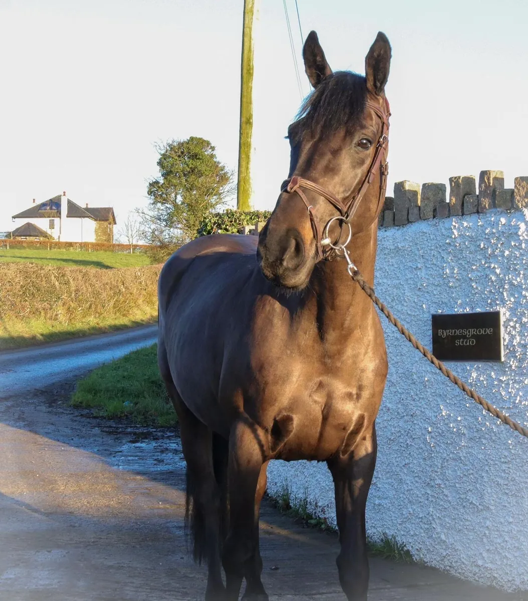 4YO Quality Young Mare - Image 1