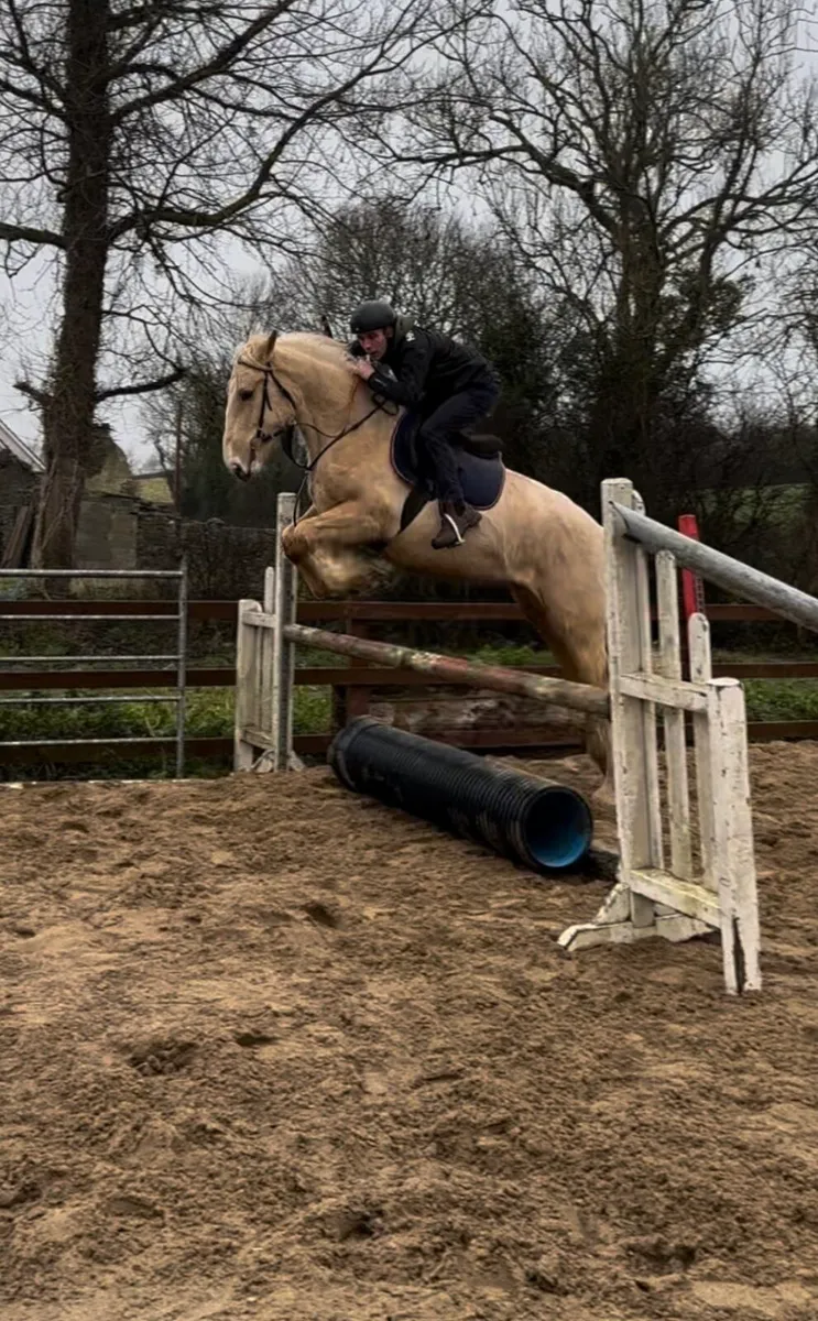 Palomino Mare Broken and Riding/Hunted - Image 3