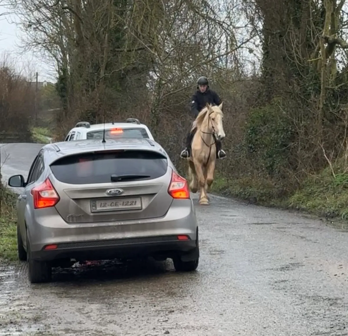 Palomino Mare Broken and Riding/Hunted - Image 4